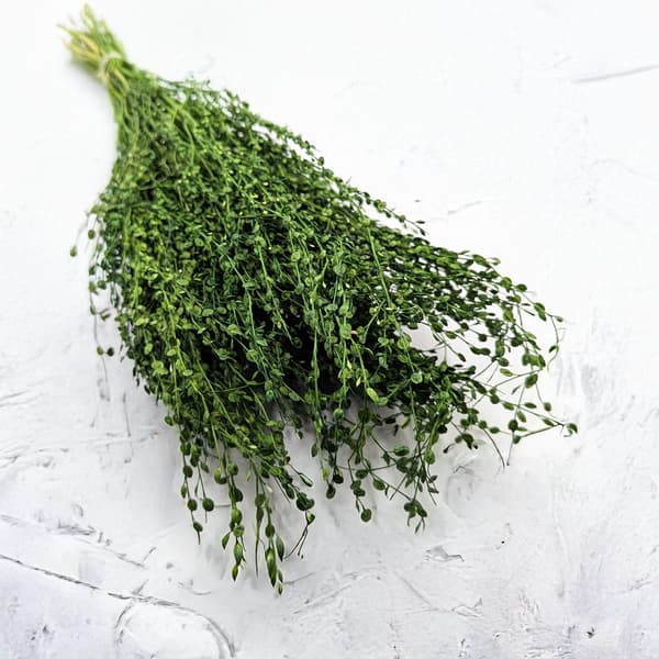 Lepidium (Lepidium sativum) - Flaskegrøn