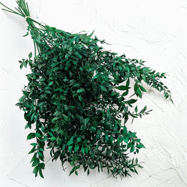 Kuivattu ruscus - (Ruscus) - Vihreä