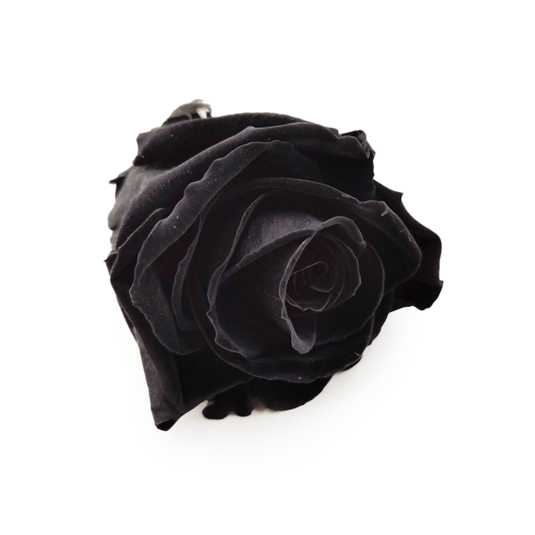 Stabiliseret rose - Sort - Kulstofsort - XL - 3 stk.