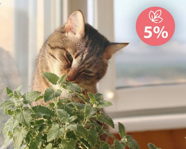 Kattegodbidder - Crunch & Purr: Bløde kyllingekiks Mersjö 40g
