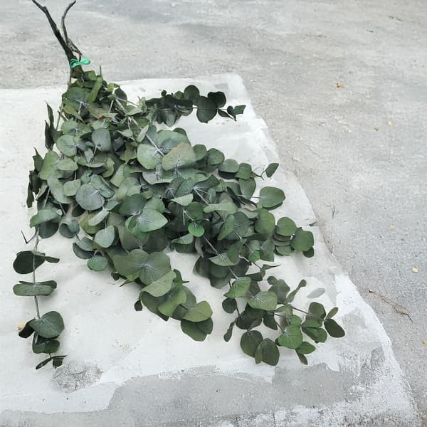 Stabiliseret eukalyptus - Espiral - Grøn