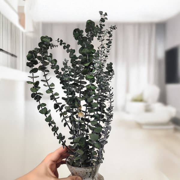 Stabiliseret eukalyptus - baby - grøn
