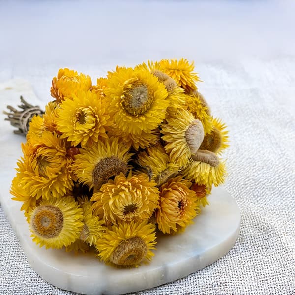 Tørret Helichrysum - (Helichrysum) - Gul