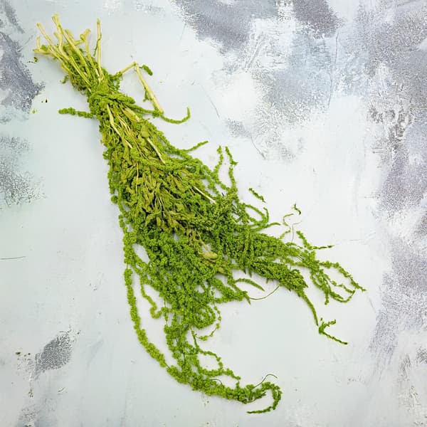 Stabiliseret amarant - Amaranth - Lysegrøn