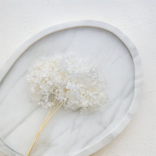 Stabiloitu hortensia (Hydrangea Cabeza) - Kuninkaallinen - Valkaistu
