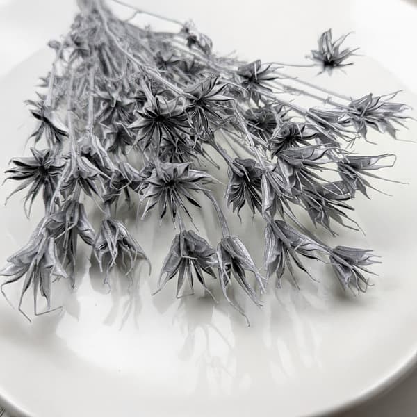 Orientalsk sort spidskommen - (Nigella Orientalis) - Sølv