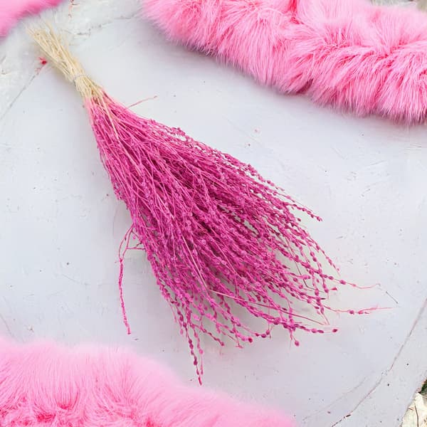 Lepidium (Lepidium sativum) - Fuksia