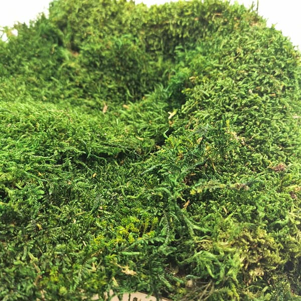 Flat Moss - Ruotsi - Tummanvihreä Luonnonvärinen 200g
