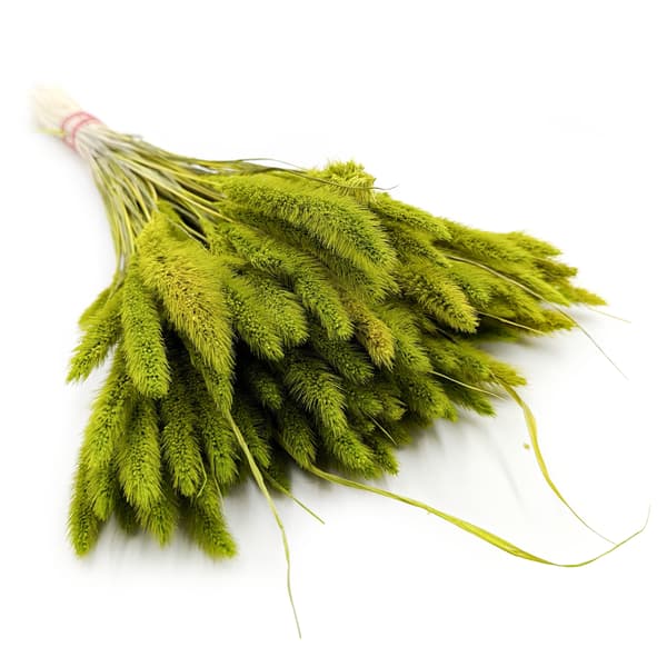 Setaria (Setarea) Lysegrøn - buket
