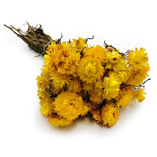 Tørret Helichrysum - (Helichrysum) - Gul