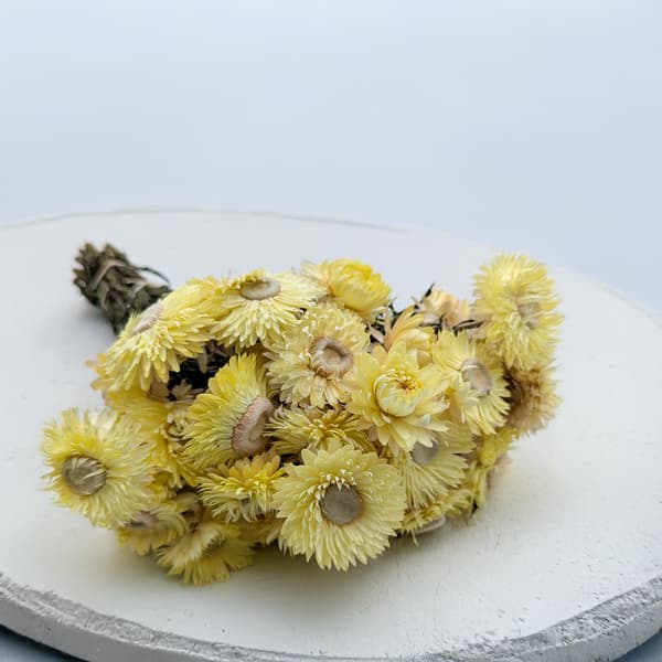 Torkad Helichrysum - (Helichrysum) - Citron