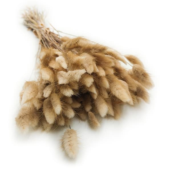 Tørret Lagurus - Lagurus ovata - naturlig