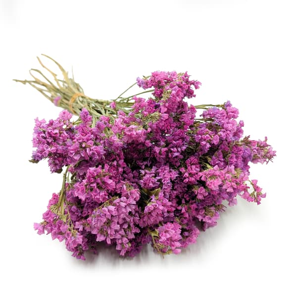 Limonium sinuatum - Rosa