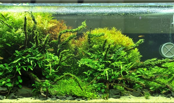 LED akvarielampe HVID + PLANTE 2x60cm