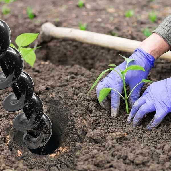 TRÄDGÅRDSBORK JORDSÅR JORDSÅR PLANTERING FÖR SÅR 30/8