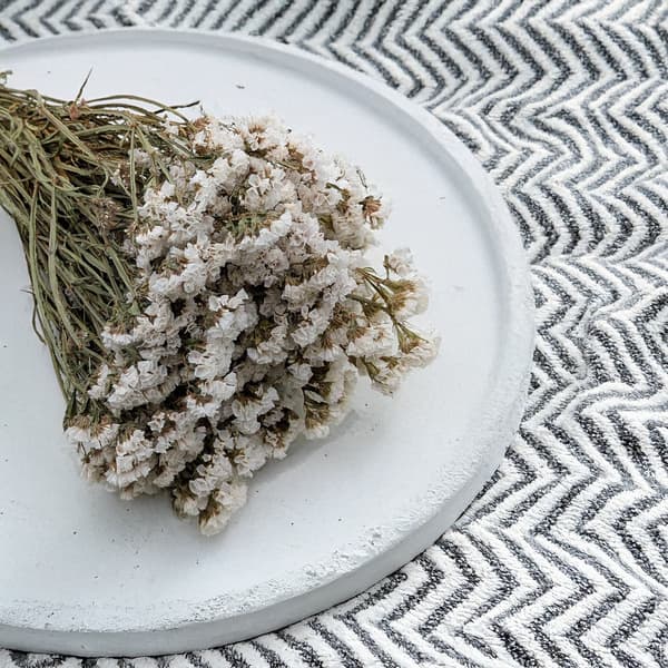 Limonium sinuatum - Vit