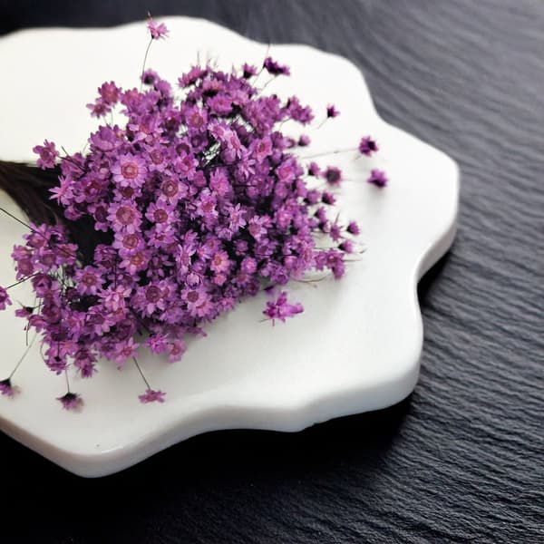 Torkad Glixia - (Glycine comanthera) - Lavendel
