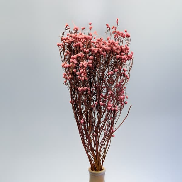 Oxodia Dried - Ljusrosa