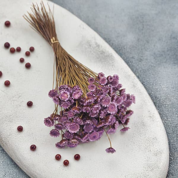 Glixia Dried BIG - (Comanthera, Glyxia) - Lavendel