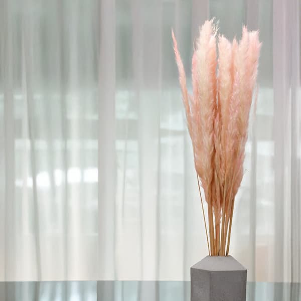 Mini Pampasgräs - Rosa