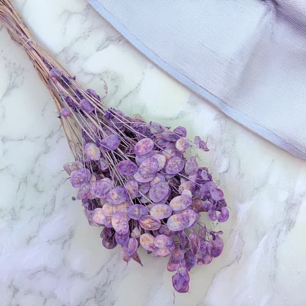 Måneskin - (Tørret Lunaria) - Lavendel