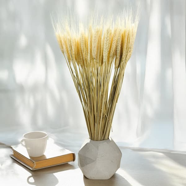 Tørret triticale - bleget