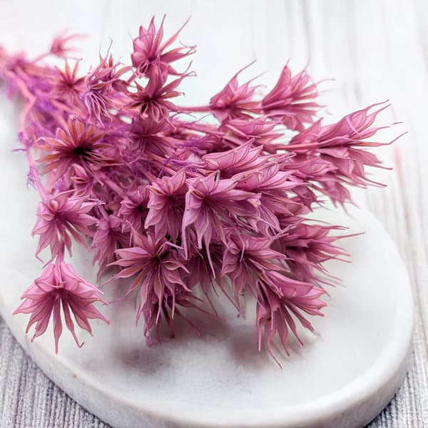Orientalsk sort spidskommen - (Nigella Orientalis) - Syren