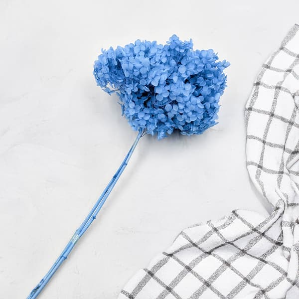 Stabiloitu hortensia (Hydrangea Cabeza) - Kuninkaansininen - Sininen