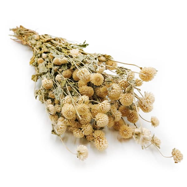 Torkad Gomphrena Globulus - (Globular Eternal) - Vit