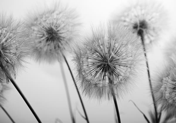 Fototapet - Tid för maskrosor - andra varianten