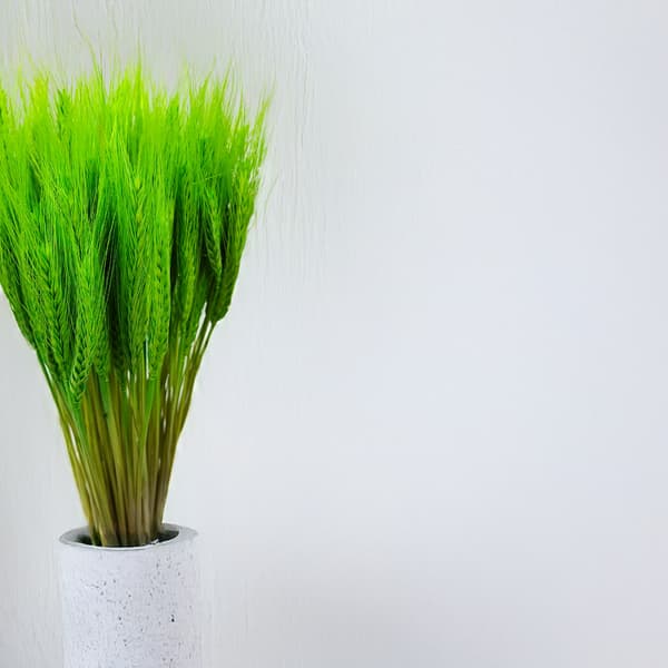 Tørret triticale - lysegrøn