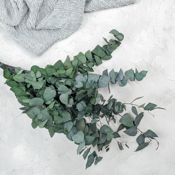 Stabiliseret eukalyptus - Stuartiana - Grøn