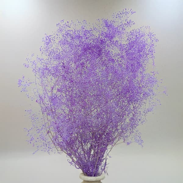 Stabiloitu Kipsi MINI - (gypsophila) - Lila