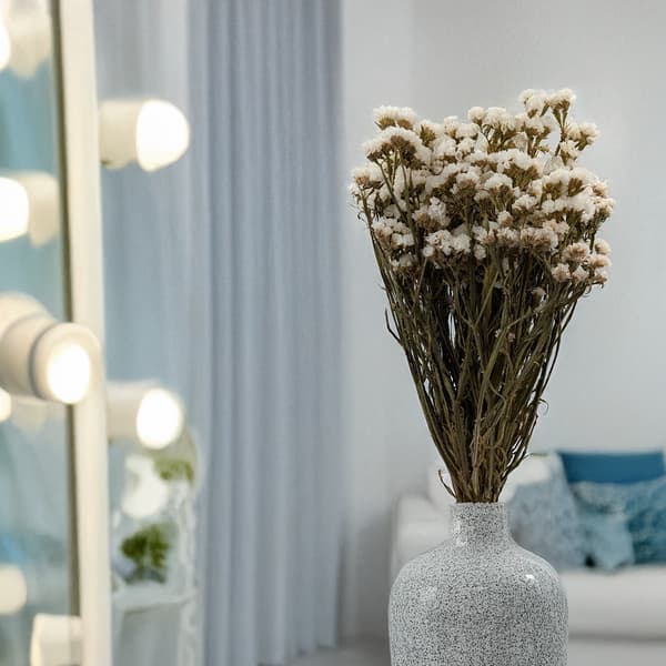 Limonium sinuatum - Vit