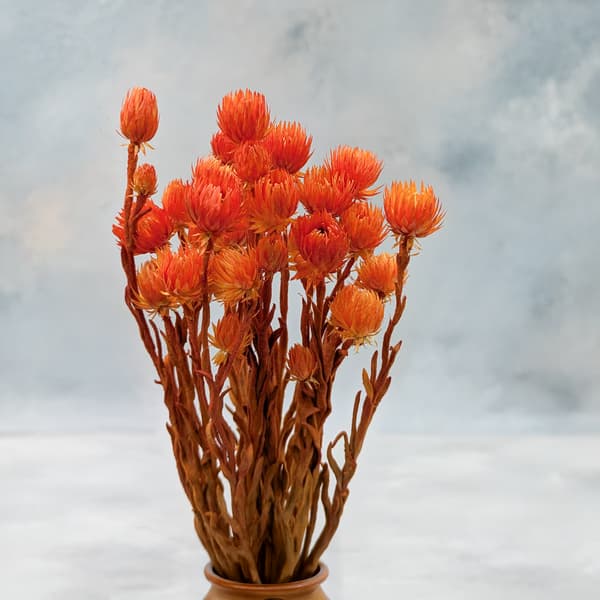 Kaapsblomst - Phaenocoma prolifera - (Kap-halmblomst) - Orange