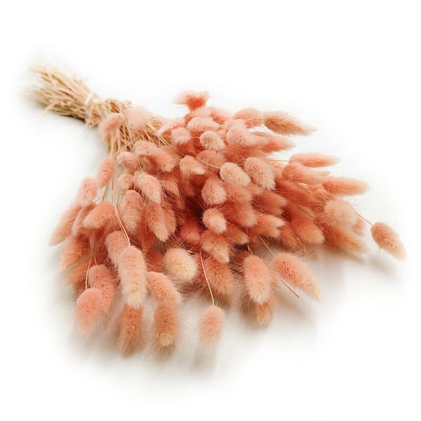 Torkad Lagurus - Lagurus ovata - lax