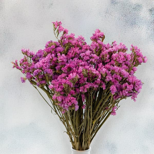 Limonium sinuatum - Rosa