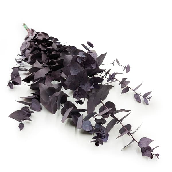 Stabiloitu eukalyptus - Stuartiana - Viileä violetti