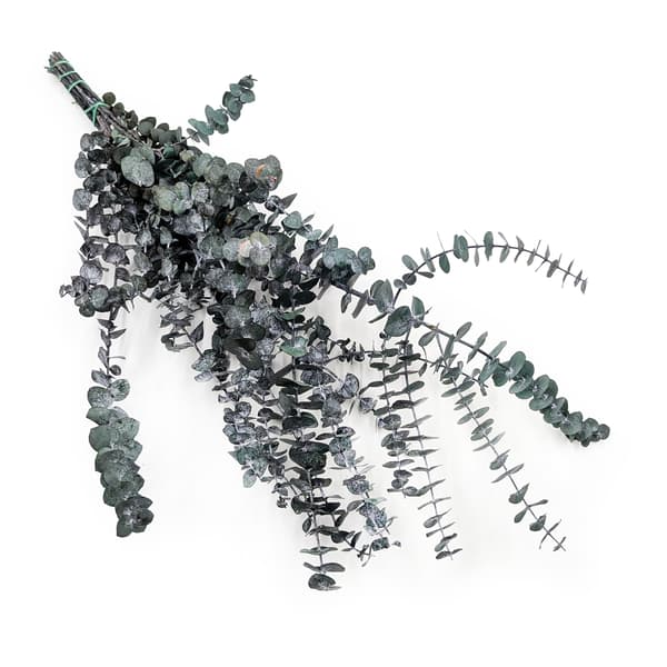 Stabiliseret eukalyptus - Babyblå - Grøn