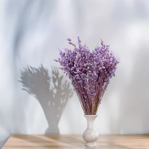 Tørret bævende plante - (Briza Maxima) - Lavendel