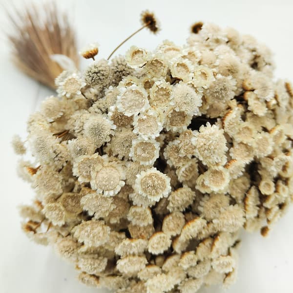 Glixia Dried BIG - (Comanthera, Glyxia) - Naturvit