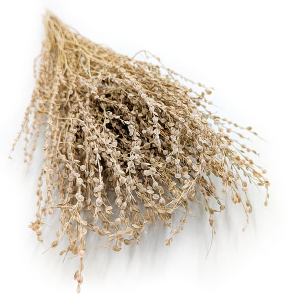 Lepidium (Lepidium sativum) - Naturlig