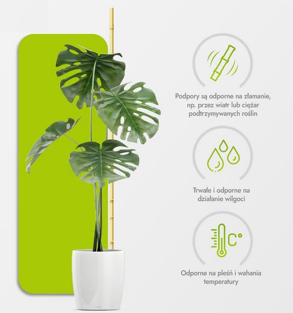 Bambusstænger 60 cm 10/12 mm /250 stk/