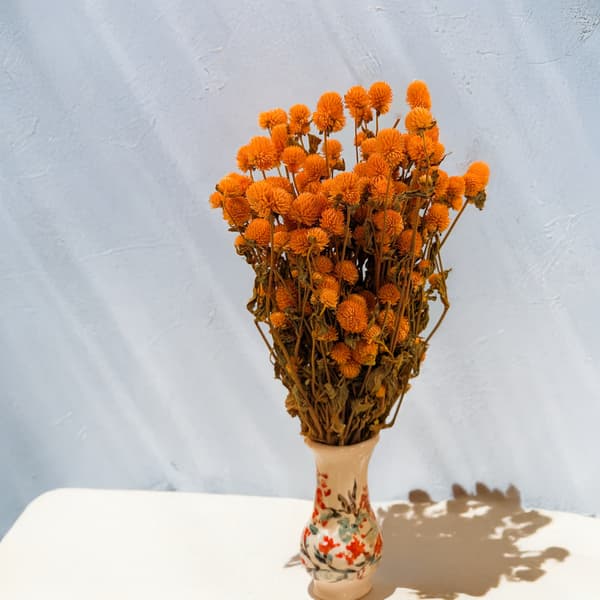 Tørret Gomphrena Globulus - (Globular Everlasting) - Orange