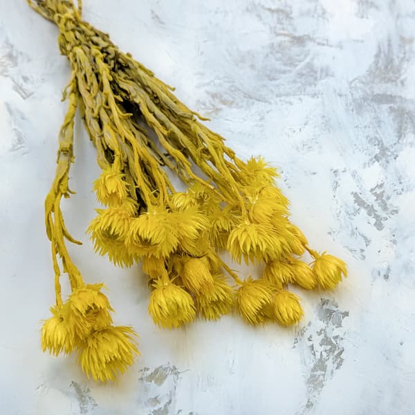 Kapblomma - Phaenocoma prolifera - (Kaphalmblomma) - Gul