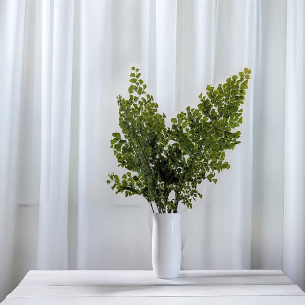 Stabiliseret bregne - Adiantum