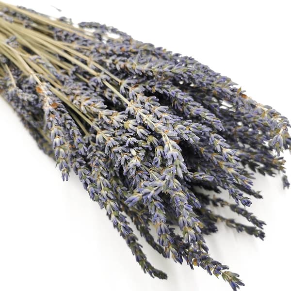 Torkad lavendel (Lavandula intermedia)