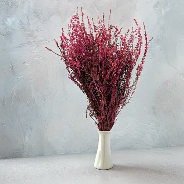 Stabiliserad ljung (Erica) - Rosa