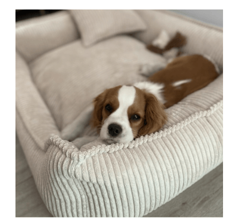 DENZOO MILANO BEIGE "M" ORTOPÆDISK SENG 80X60 KRAVEGRUND SOFASOFA