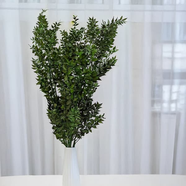 Stabiliseret Ruscus - (Ruscus) - Grøn